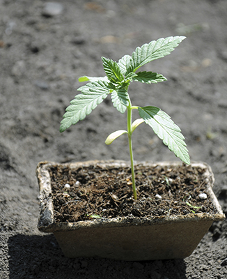 marijuana seeds sprouts and seedlings