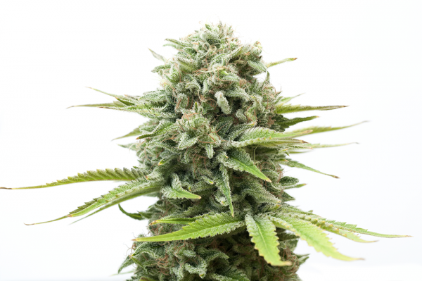 buy the best cannabis seeds in Greenville 