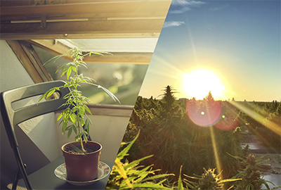 marijuana growing outdoors
