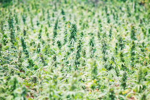 grow marijuana outdoors