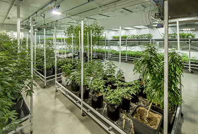 indoor growing marijuana in soil