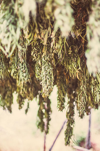 marijuana plants after harvest