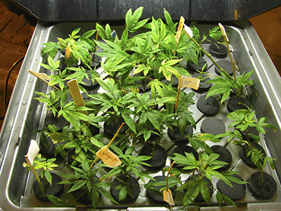 cannabis seeds planting