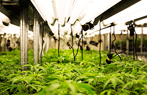 marijuana plants early growing stage