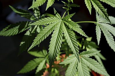 growing marijuana indoors vegetative period