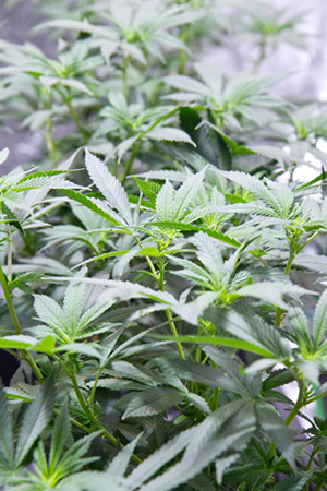 cannabis plants vegetative stage