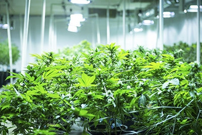 grow marijuana hydroponic methods