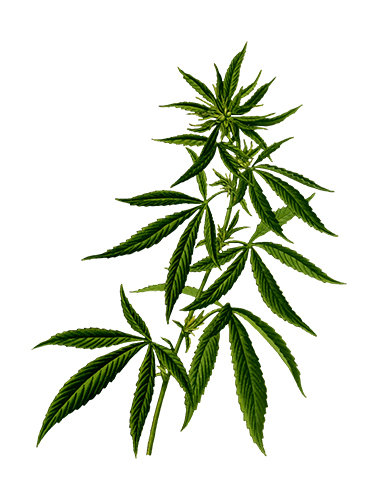 marijuana plant anatomy