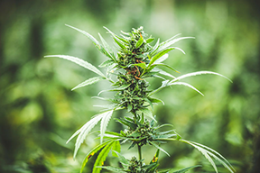 Buy Everett Cannabis Seeds in Washington