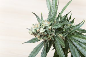 Buy Marijuana Seeds in Gadsden Alabama