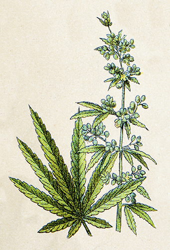cannabis plant species comparison