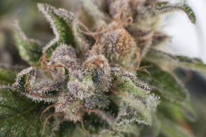Are Kelowna marijuana seeds legal?