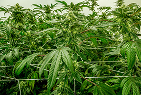 Buy Kent Cannabis Seeds in Washington