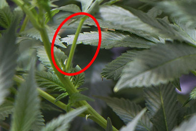 cannabis plant anatomy stem of plant