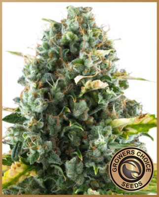 marijuana cbd moby dick cannabis seed strain