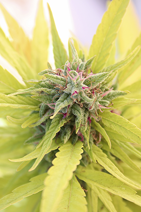 buy high thc cannabis seeds in Ogden