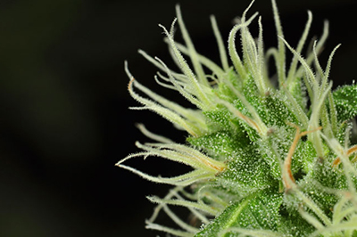 cannabis plant pistils