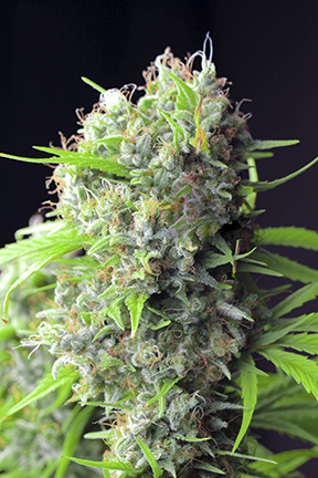 Buy Renton Cannabis Seeds in Washington