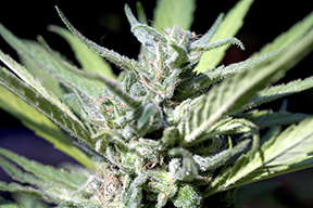buy the best cannabis seeds in Taylorsville