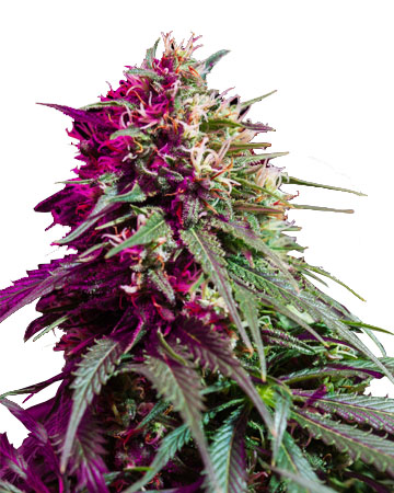 Buy Purple Kush feminized cannabis seeds in Cedar Rapids