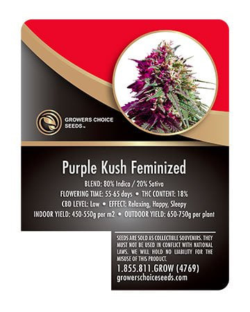 Purple Kush Seed Info
