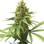 Gorilla Glue (GG1) Auto