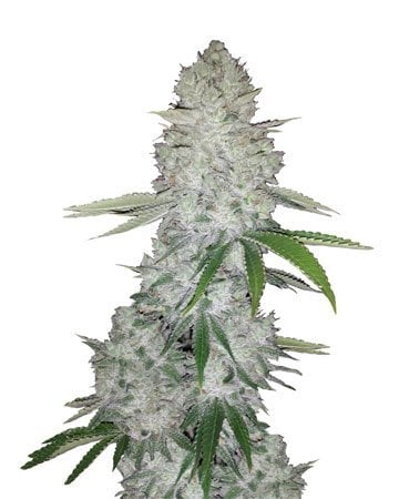 Northern Light autofiorente Female Seeds [Semi Cannabis Femminizzati]