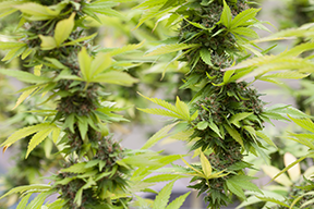 marijuana seeds for sale in Oshkosh 
