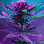 Purple Kush