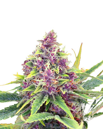 Buy Blueberry Kush feminized cannabis seeds in Boise City