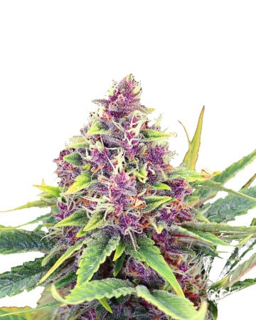 Sour Diesel X Cinderella 99 Seeds - Old School Breeders Association