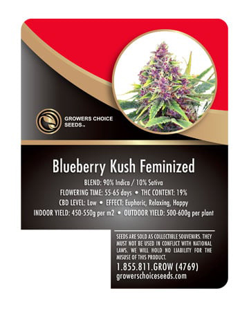 Blueberry Kush Info