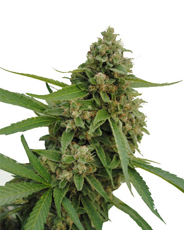 Buy Bubba Kush feminized cannabis seeds in colorado