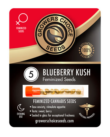 Buy Blueberry Kush Seeds Pack 5