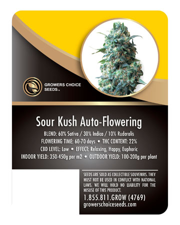 Cannabis-Sour-Kush-Auto-Flowering-Feminized-Cannabis-Seeds