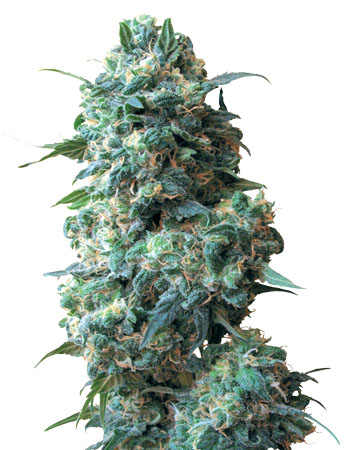 Buy Sour Kush Auto-Flowering feminized cannabis seeds in California