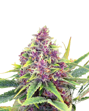 Blueberry Kush Feminized Cannabis Seeds