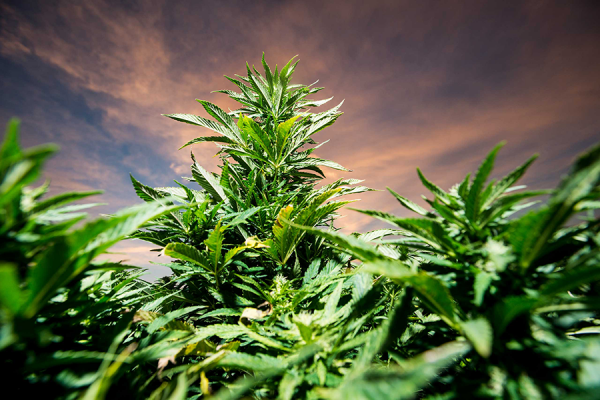 Buy cannabis seeds in Grand Junction Colorado