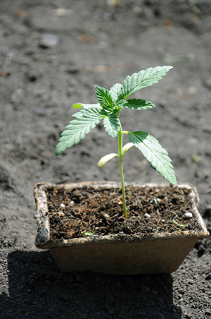 can I grow marijuana at home?