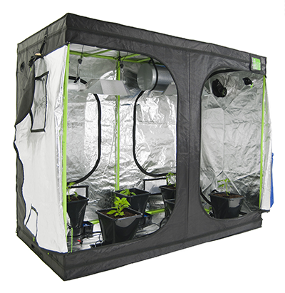 marijuana grow tent indoors