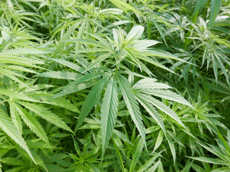 What Plants Contain Cannabinoids Growers Choice Seeds