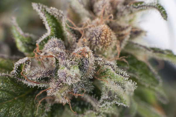 Buy cannabis seeds in Loveland Colorado