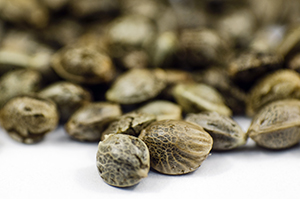 medical marijuana seeds in Virginia