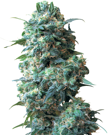 Sour Kush Auto-Flowering Feminized Cannabis Seeds