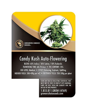 Candy Kush Autoflower info