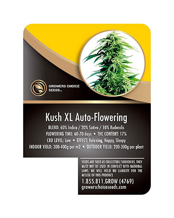 Deliver-Kush-XL-Auto-Flowering-Feminized-Cannabis-Seeds2