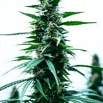 Durban Poison