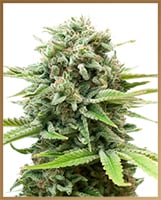 Comprar Fast Bud Auto Sweet Seeds Autofloreciente - I Wanna Grow Shop