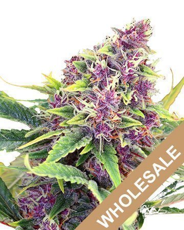 Wholesale Blueberry Kush Feminized Cannabis Seeds