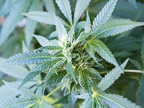 Buy cannabis seeds in Broomfield Colorado